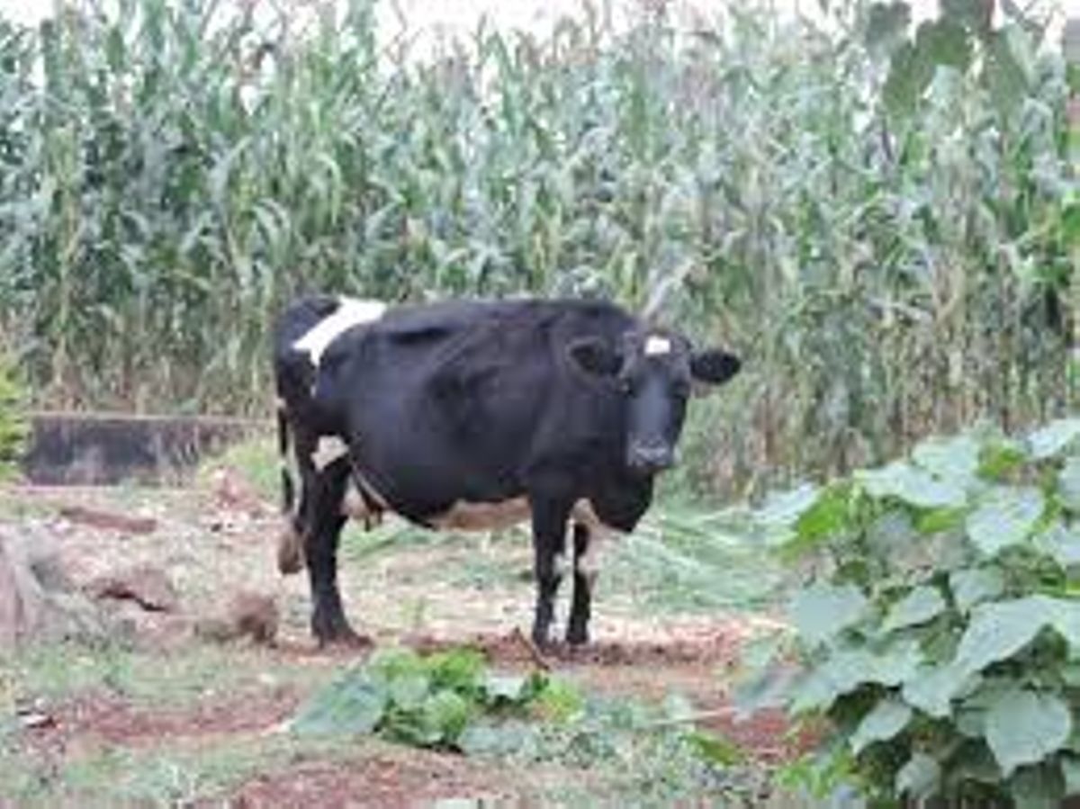 farming-programs-on-the-eastern-seaboard